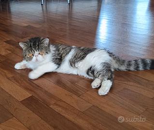 Gatto Exotic Shortailr