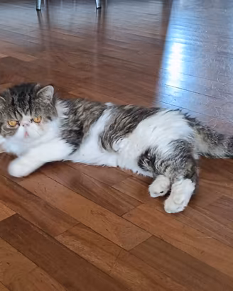 Gatto Exotic Shortailr