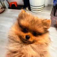 Volpino di Pomerania