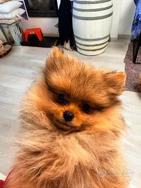 Volpino di Pomerania