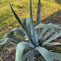 Pianta agave americana