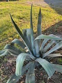 Pianta agave americana
