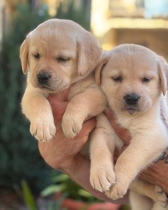 Cuccioli Labrador miele