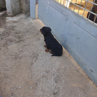 Cuccioli/e di Rottweiler