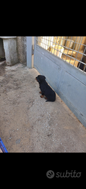 Cuccioli/e di Rottweiler