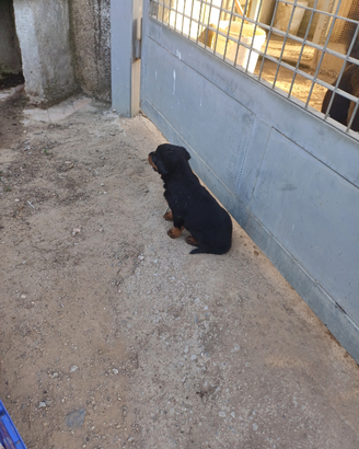 Cuccioli/e di Rottweiler