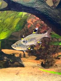 Pristella maxillaris X-ray tetrapesci sudamericani