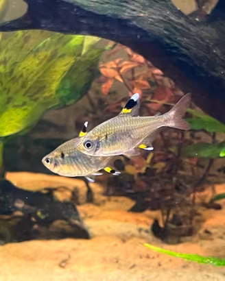 Pristella maxillaris X-ray tetrapesci sudamericani