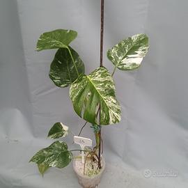 monstera variegata Cod. j3 pianta piante rare rara