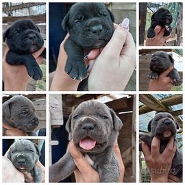 Cuccioli di cane corso