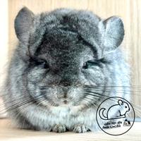 Cincillà Angora Chinchilla