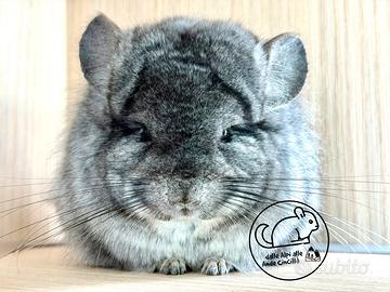 Cincillà Angora Chinchilla