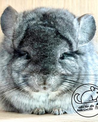 Cincillà Angora Chinchilla