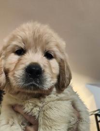 Golden Retriever inglesi