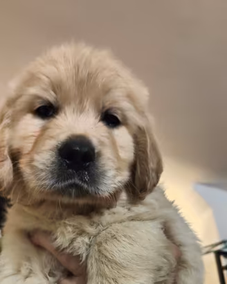 Golden Retriever inglesi