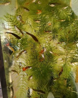 Guppy endler