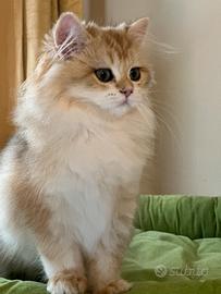 Cuccioli British