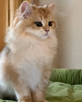 Cuccioli British