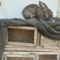 Conigli giganti delle fiandre di 3 mesi