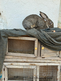 Conigli giganti delle fiandre di 3 mesi