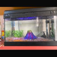 Acquario 20 litri