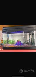 Acquario 20 litri