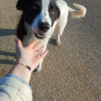 Cane maschio giovane