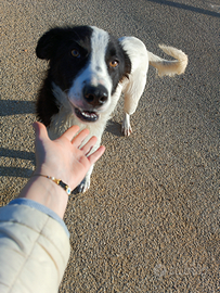 Cane maschio giovane