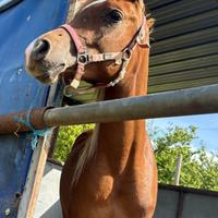 Cavallo arabo