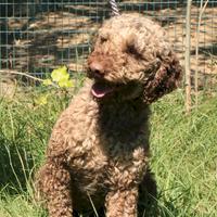 Lagotto romagnolo - maschio adulto 1