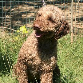 Lagotto romagnolo - maschio adulto 1