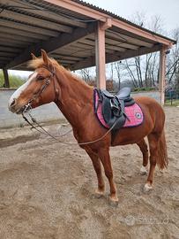 Dolcissimo cavallo Avellinese