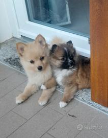 Volpino della pomerania