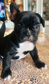 Cane bulldog francese