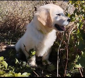 Cuccioli golden retriever