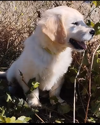 Cuccioli golden retriever