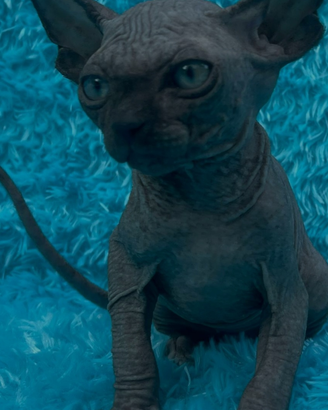 Sphynx cuccioli pedigree