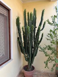 Euphorbia trigona di 2.5 mt