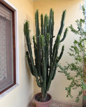 Euphorbia trigona di 2.5 mt