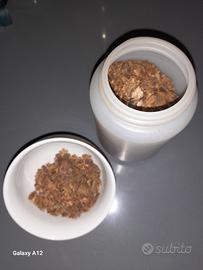 200 gr di propoli grezza