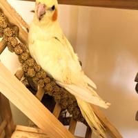 Pappagalli coccoli deliziosi