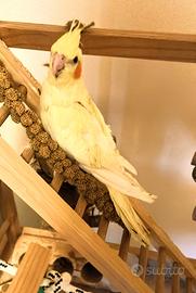 Pappagalli coccoli deliziosi