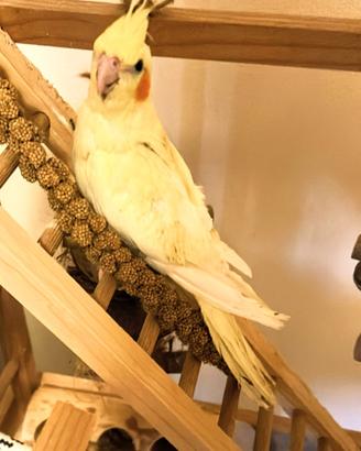 Pappagalli coccoli deliziosi