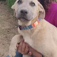 Cuccioli 4 mesi meticci