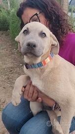 Cuccioli 4 mesi meticci