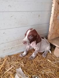 Cuccioli bracco pointer