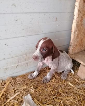 Cuccioli bracco pointer
