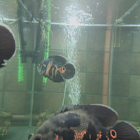 Astronotus ciclidi