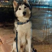 Accoppiamento Siberian Husky