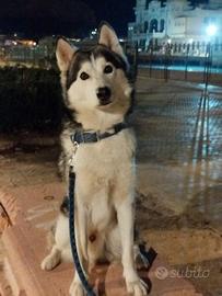 Accoppiamento Siberian Husky